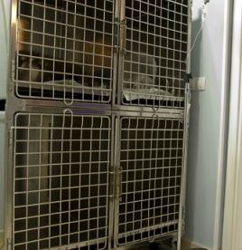 Clínica Veterinaria Jaira perros en jaulas