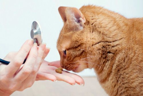 Clínica Veterinaria Jaira dando comida a gato