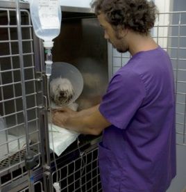 Clínica Veterinaria Jaira veterinario enjaulando perro