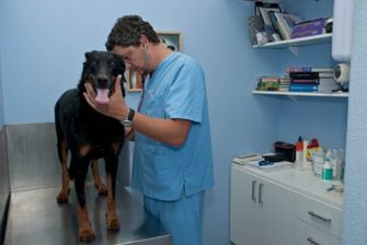 Clínica Veterinaria Jaira examinando perro