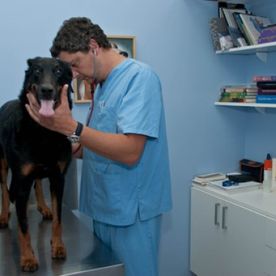 Clínica Veterinaria Jaira examinando perro