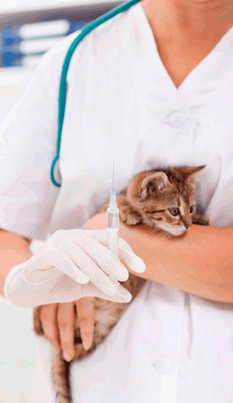 Clínica Veterinaria Jaira cargando un gato